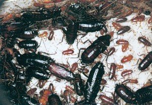 Orientalske kakerlakker, voksne og nymfer 