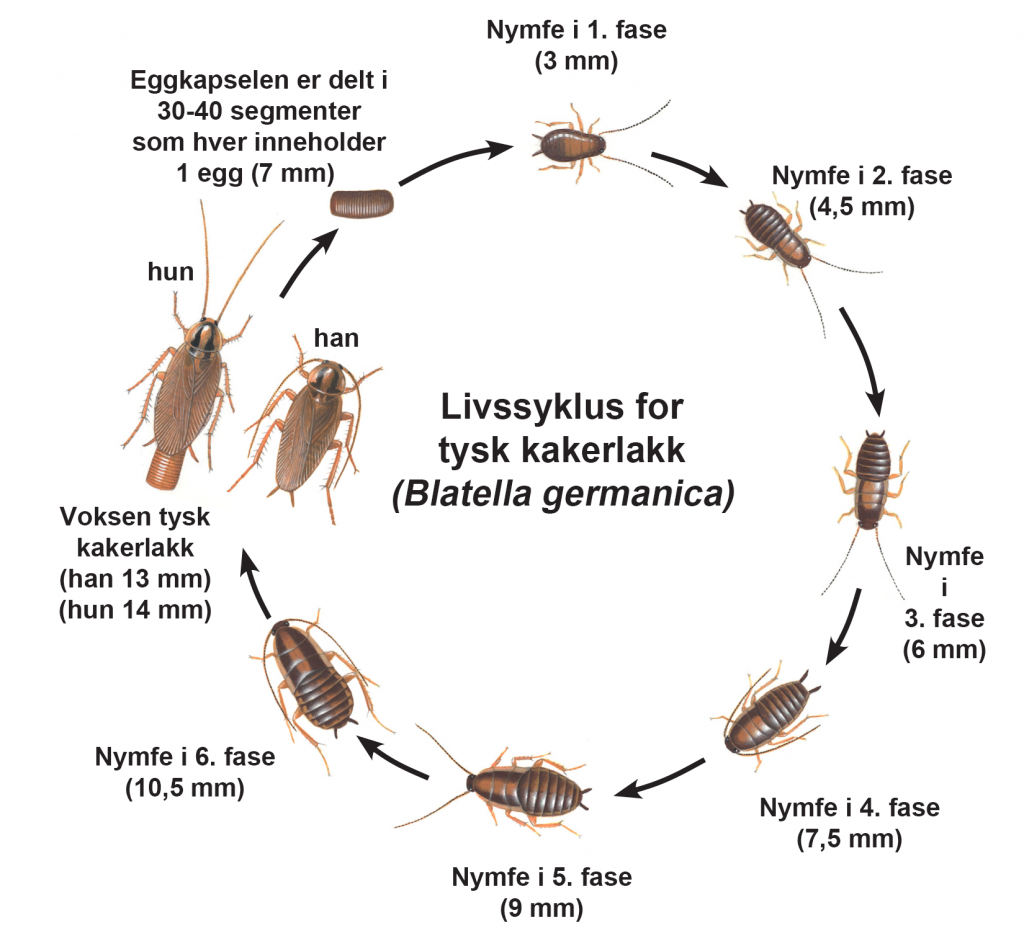 Livssyklus for tysk kakerlakk-vanlige-skadedyr-i-Norge